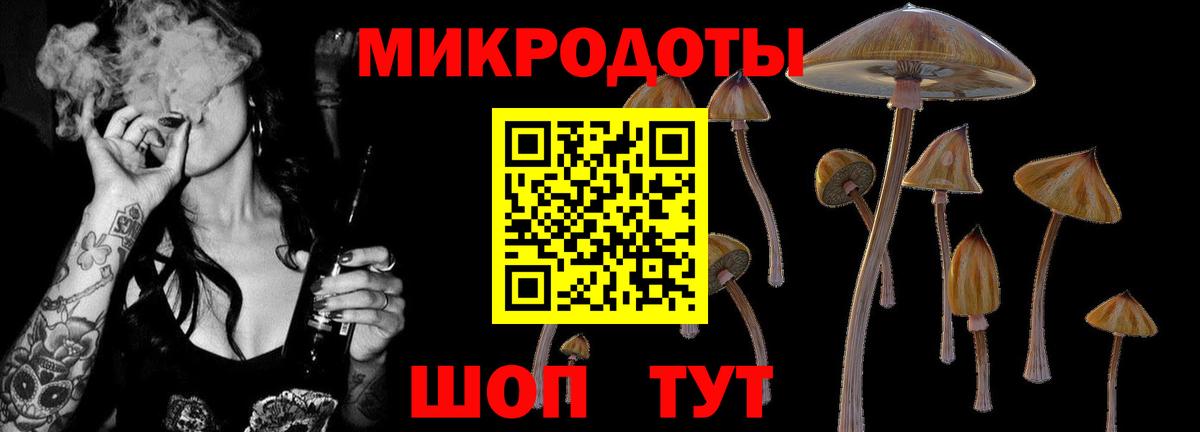 Псилоцибиновые грибы Psilocybe Славянск-на-Кубани